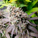 SILENT SEEDS - SANDIA RUNTZ FEM - Imagen 3