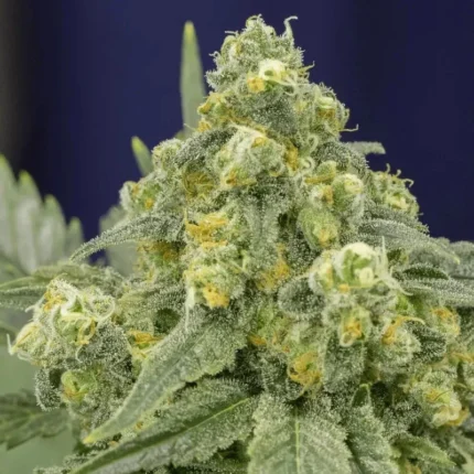 SILENT SEEDS - WHITE WIDOW FEM