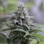 SILENT SEEDS - ZKITTLEZ 2.0 FEM