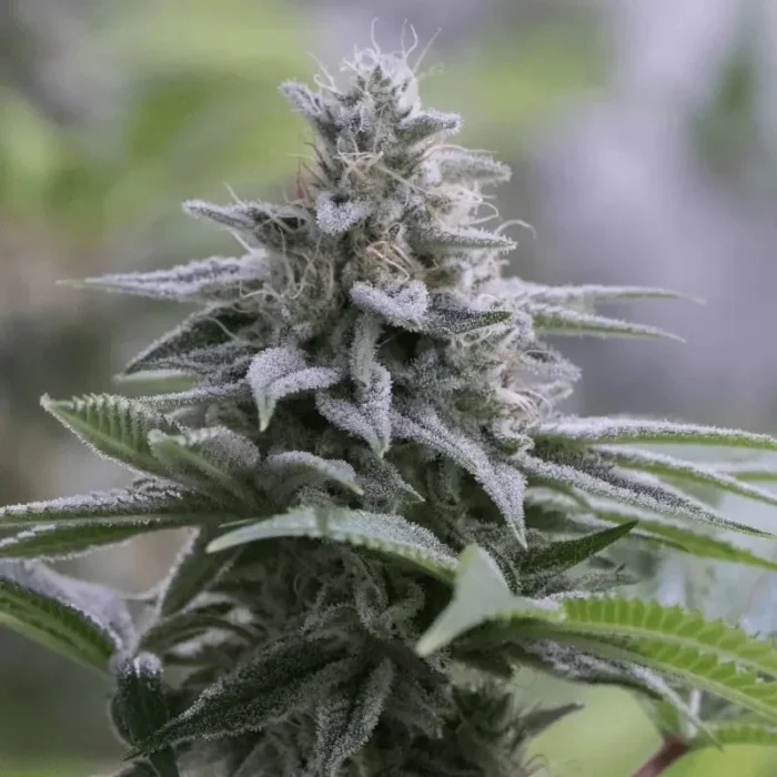 SILENT SEEDS - ZKITTLEZ 2.0 FEM – Image 1