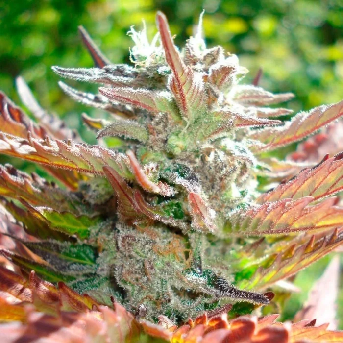 SILENT SEEDS - ZKITTLEZ 2.0 FEM – Image 2