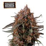 SEEDSTOCKERS - ROTULADOR PERMANENTE FEM | 25 SEMILLAS