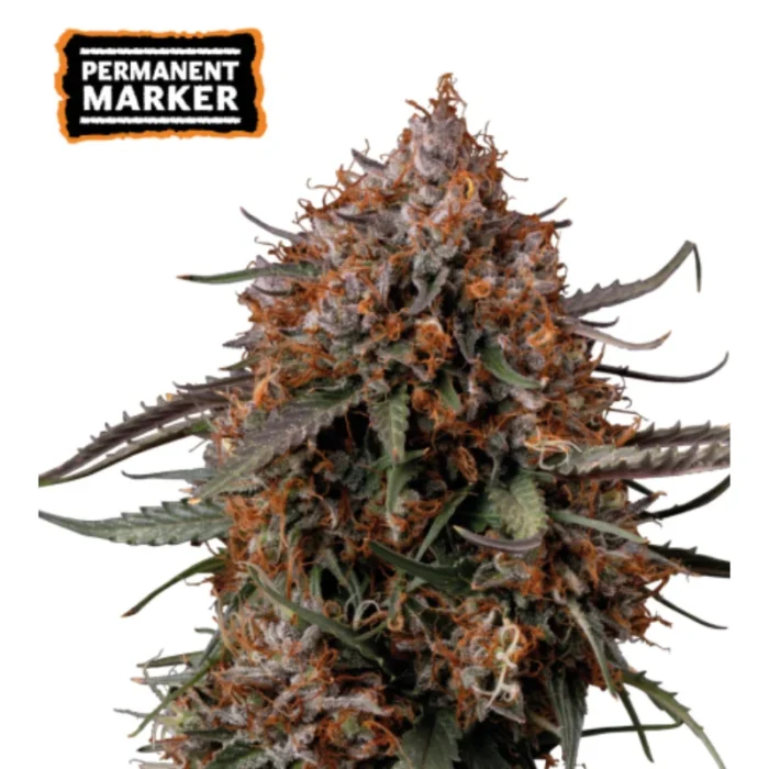 SEEDSTOCKERS - ROTULADOR PERMANENTE FEM | 25 SEMILLAS - Imagen 1