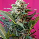 SWEET SEEDS - BIG DEVIL XL AUTO® FEM (SWS28)