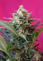 SWEET SEEDS - BIG DEVIL XL AUTO® FEM (SWS28)