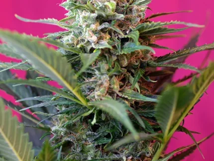 SWEET SEEDS - BIG DEVIL XL AUTO® FEM (SWS28)