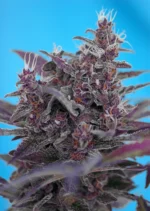 SWEET SEEDS - BLACK CREAM AUTO® FEM (SWS37)