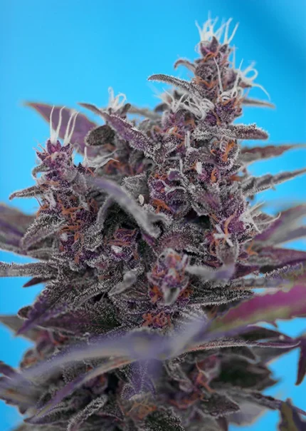 SWEET SEEDS - BLACK CREAM AUTO® FEM (SWS37)