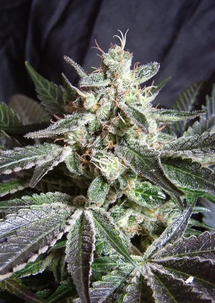 GRAINES DOUCES - BLACK JACK® FEM (SWS01)