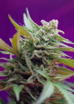 SWEET SEEDS - BLACK JACK AUTO® FEM (SWS21) Disponible hasta fin de existencias