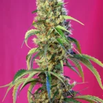 SEMILLAS DULCES - BLACK JACK CBD FEM (SWS68)