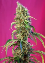SEMILLAS DULCES - BLACK JACK CBD FEM (SWS68)