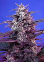 SWEET SEEDS - BLOODY SKUNK AUTO® FEM (SWS44)