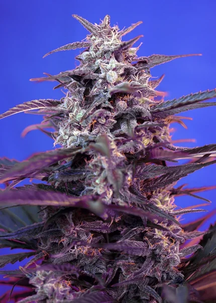 SWEET SEEDS - BLOODY SKUNK AUTO® FEM (SWS44)