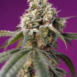 SWEET SEEDS - BRUCE BANNER AUTO® FEM (SWS91)