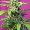 SÜSSE SAMEN - CHEM JENSEITS DIESEL CBD FEM