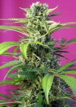 SWEET SEEDS - CHEM BEYOND DIESEL CBD FEM