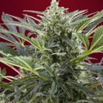 SWEET SEEDS - CREAM 47® FEM (SWS26) Disponibili fino a fine scorte