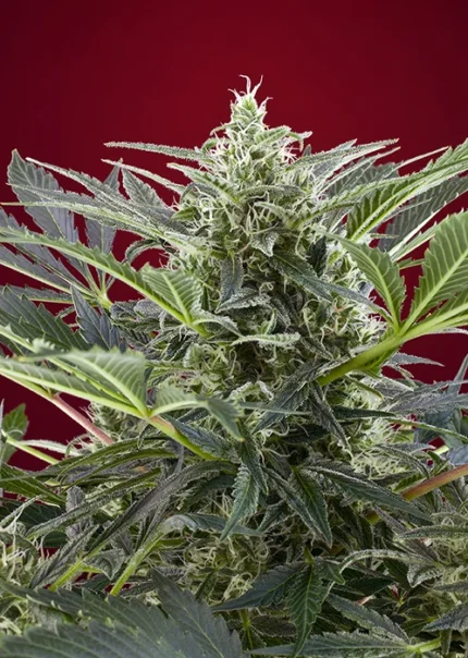 SWEET SEEDS - CREAM 47® FEM (SWS26) Disponible hasta fin de existencias