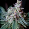 SEMILLAS DULCES - CREMA CARAMELO® FEM (SWS04)
