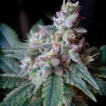 SWEET SEEDS - CREAM CARAMEL® FEM (SWS04)