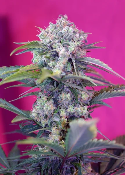 GRAINES DOUCES - CREAM MANDARINE AUTO® FEM (SWS29)