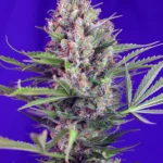 SWEET SEEDS - CREMA MANDARINA F1 FAST VERSION® FEM (SWS50)