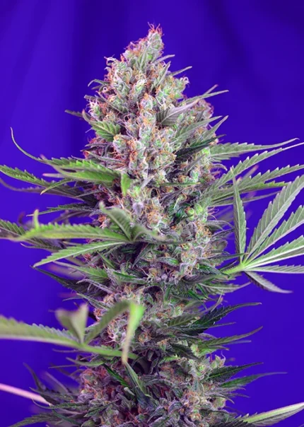 SWEET SEEDS - CREMA MANDARINA F1 FAST VERSION® FEM (SWS50)