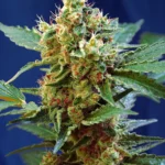 SWEET SEEDS - CREMA MANDARINA XL AUTO® FEM (SWS55)
