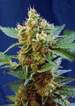 SWEET SEEDS - CREAM MANDARINE XL AUTO® FEM (SWS55)