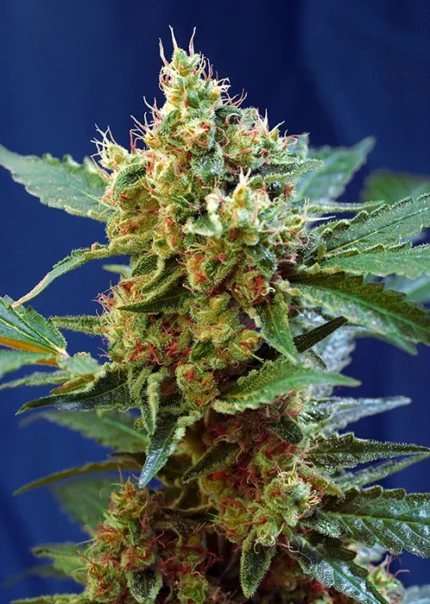 SWEET SEEDS - CREAM MANDARINE XL AUTO® FEM (SWS55)