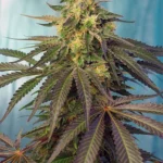 SWEET SEEDS - CREAM CARAMEL CBD® FEM (SWS67) Available while stocks last