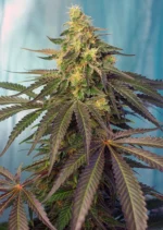 SWEET SEEDS - CREAM CARAMEL CBD® FEM (SWS67) Disponible dans la limite des stocks disponibles.