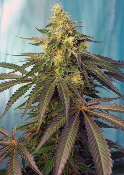 SWEET SEEDS - CREAM CARAMEL CBD® FEM (SWS67) Disponibili fino a fine scorte