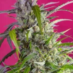 SWEET SEEDS - CRYSTAL CANDY AUTO® FEM (SWS61) Disponibili fino a fine scorte