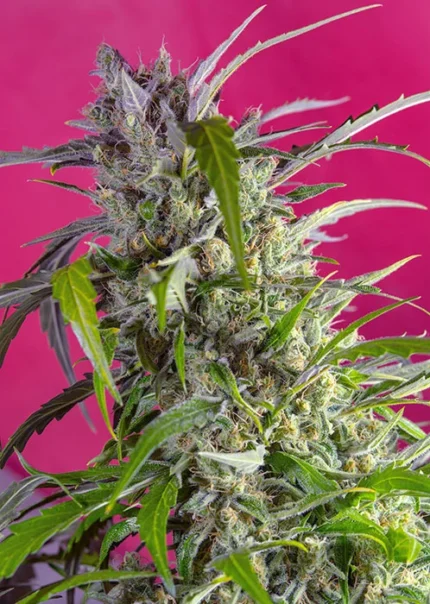 SWEET SEEDS - CRYSTAL CANDY AUTO® FEM (SWS61) Disponibili fino a fine scorte