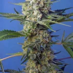 SWEET SEEDS - CRYSTAL CANDY F1 FAST VERSION® FEM (SWS73)