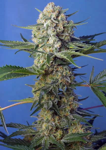 GRAINES DOUCES - CRYSTAL CANDY F1 FAST VERSION® FEM (SWS73)