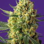 SWEET SEEDS - CRYSTAL CANDY XL AUTO® FEM (SWS87)