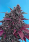 SÜSSE SAMEN - DARK DEVIL AUTO® FEM (SWS38)