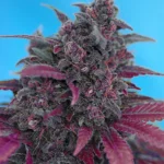 SWEET SEEDS - DARK DEVIL AUTO® FEM (SWS38)