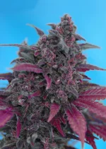 SWEET SEEDS - DARK DEVIL AUTO® FEM (SWS38)