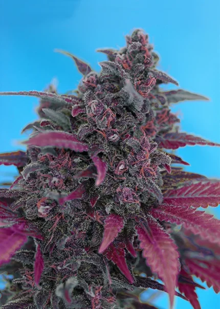 SWEET SEEDS - DARK DEVIL AUTO® FEM (SWS38)