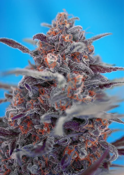 SWEET SEEDS - DEVIL CREAM AUTO® FEM (SWS45) Disponibili fino a fine scorte