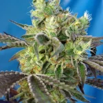 SWEET SEEDS - DO-SWEET-DOS® FEM (SWS80) Disponible hasta fin de existencias