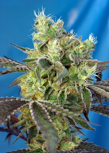 SWEET SEEDS - DO-SWEET-DOS® FEM (SWS80) Disponible hasta fin de existencias