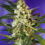 SWEET SEEDS - FAST BUD AUTO® FEM (SWS16)  Disponibii fino a fine scorte