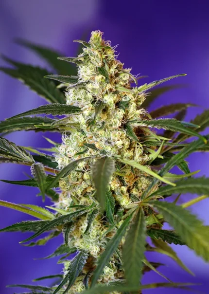SWEET SEEDS - FAST BUD AUTO® FEM (SWS16)  Disponibii fino a fine scorte