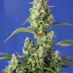 SWEET SEEDS - GORILLA GIRL XL AUTO® FEM (SWGGXLAP3)