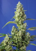 GRAINES DOUCES - GORILLA GIRL XL AUTO® FEM (SWGGXLAP3)